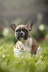 French Bulldog Puppy in the basket