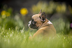 sitting french bulldog puppy