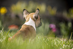 sitting french bulldog puppy