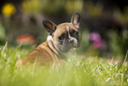 sitting french bulldog puppy