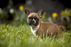French Bulldog Puppy stands in the grass