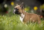 French Bulldog Puppy stands in the grass