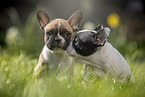 sitting french bulldog puppy