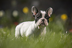 French Bulldog Puppy stands in the grass