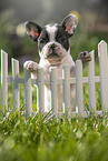 French bulldog puppy at the fence