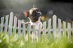 French bulldog puppy at the fence