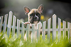 French bulldog puppy at the fence