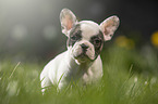 French Bulldog Puppy stands in the grass