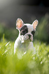 sitting french bulldog puppy