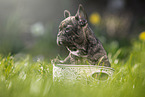 French Bulldog Puppy in the basket