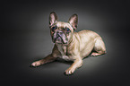 lying French Bulldog