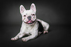 lying French Bulldog