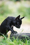 young French Bulldog