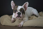 lying French Bulldog