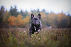 running French Bulldog
