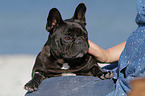 lying French Bulldog