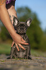 young French bulldog puppy