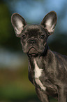 young French bulldog puppy