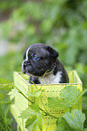 French bulldog puppy in a crate