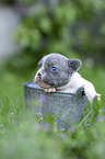French bulldog puppy in bucket