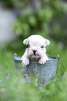 French bulldog puppy in bucket