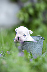 French bulldog puppy in bucket