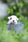 French bulldog puppy in bucket