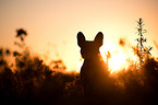 French Bulldog Portrait