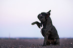 French Bulldog gives paw