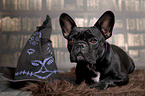 lying French Bulldog