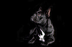 lying French Bulldog
