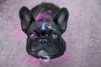 sitting French Bulldog