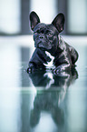 lying French Bulldog