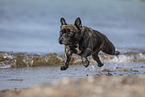 running french bulldog