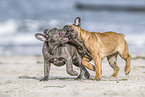 two french bulldog puppies