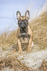 sitting french bulldog puppy