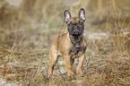 standing french bulldog puppy