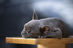 French Bulldog puppy