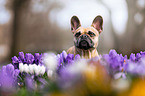 French Bulldog portrait