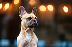 French Bulldog portrait