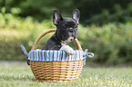 French Bulldog in wicker basket