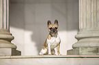 sitting French Bulldog