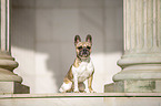 sitting French Bulldog