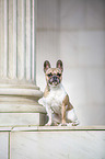 sitting French Bulldog