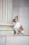 sitting French Bulldog