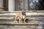 standing French Bulldog