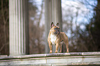 standing French Bulldog