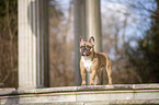 standing French Bulldog