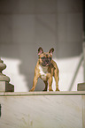standing French Bulldog