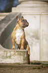 standing French Bulldog